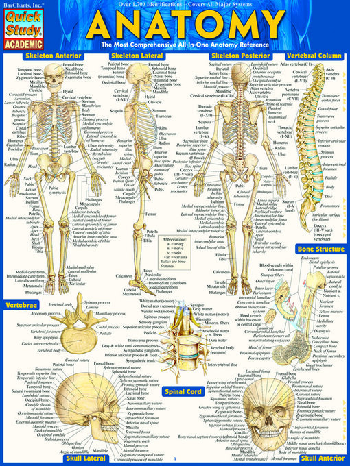 Title details for Anatomy--Reference Guide (8.5 x 11) by BarCharts, Inc. - Wait list
